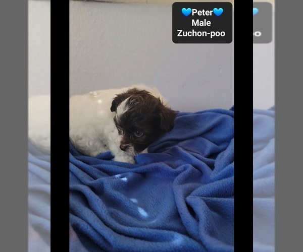 Medium Photo #2 Poodle (Toy)-Zuchon Mix Puppy For Sale in TUCSON, AZ, USA