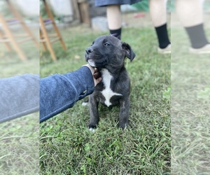 American Pit Bull Terrier Puppy for sale in CORRYTON, TN, USA