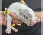Puppy DUKE Great Dane
