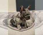 Small #2 French Bulldog