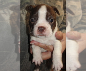 Boston Terrier Puppy for sale in CRKD RVR RNCH, OR, USA