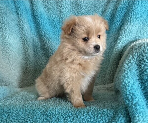 Medium Photo #3 Pomeranian Puppy For Sale in CURTISS, WI, USA
