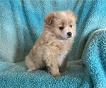 Small #2 Pomeranian