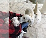 Small Photo #36 Labrador Retriever Puppy For Sale in GLENDALE, CA, USA