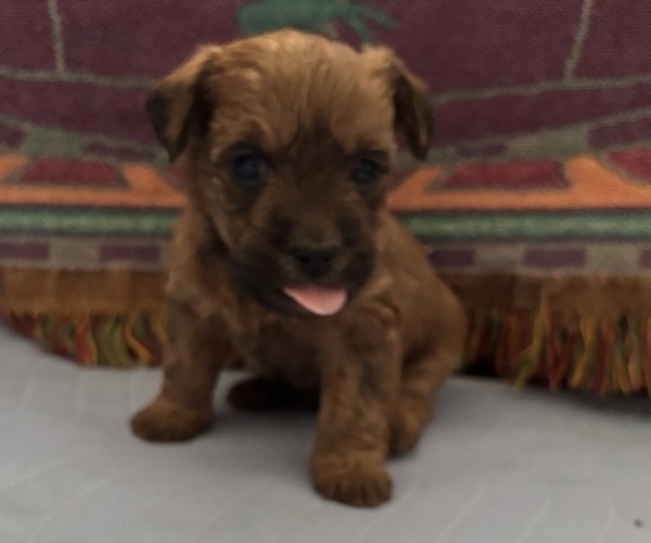 Medium Photo #39 Poocan Puppy For Sale in FAIR OAKS, CA, USA