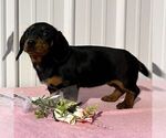 Small #1 Dachshund