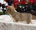 Small #2 Pembroke Welsh Corgi