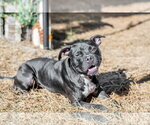 Small #3 Boxer Mix