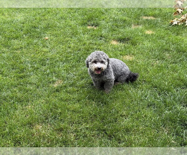 Medium Photo #2 Poodle (Miniature)-Unknown Mix Puppy For Sale in Brewster, NY, USA