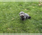 Small #1 Poodle (Miniature) Mix