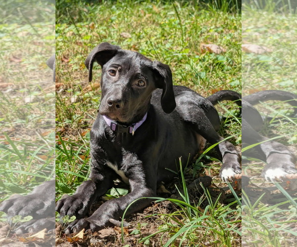 Medium Photo #1 Labrador Retriever-Unknown Mix Puppy For Sale in SHERBURNE, NY, USA