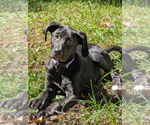 Labrador Retriever-Unknown Mix Dogs for adoption in SHERBURNE, NY, USA