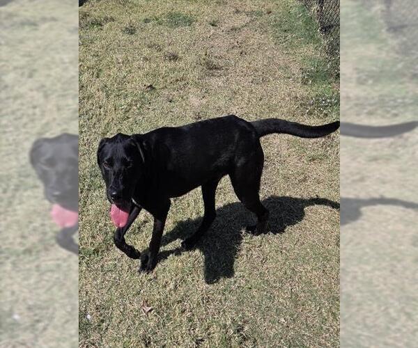 Medium Photo #1 Labrador Retriever Puppy For Sale in Temple, TX, USA