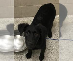 Labrador Retriever-Unknown Mix Dogs for adoption in Conroe, TX, USA