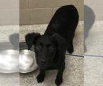 Small Labrador Retriever Mix