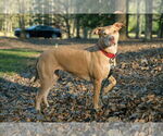 Small #3 American Staffordshire Terrier-Vizsla Mix