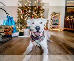 Argentinian Mastiff-Unknown Mix Dogs for adoption in McKinleyville, CA, USA