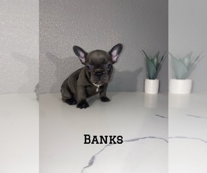 French Bulldog Puppy for sale in SAN JOSE, CA, USA