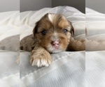 Baby Girl Pink - Female Yorkshire Terrier Puppy for Sale - Photo #2