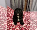 Puppy Ozzy Cavachon