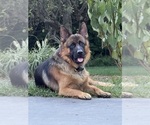 Small Photo #3 German Shepherd Dog Puppy For Sale in DIGHTON, MA, USA