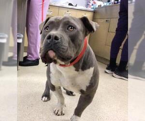 American Pit Bull Terrier-Unknown Mix Dogs for adoption in Riverside, CA, USA