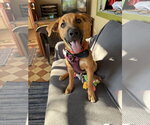 Homer - Male German Shepherd Dog-Unknown Mix Dog for Adoption - Small photo