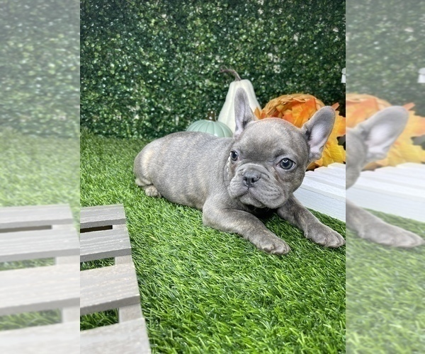 Medium Photo #7 French Bulldog Puppy For Sale in LOS ANGELES, CA, USA