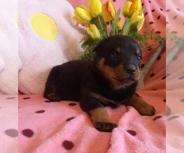 Medium Photo #2 Rottweiler Puppy For Sale in CASSVILLE, MO, USA