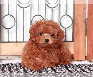 Cavapoo Puppy for sale in NAPLES, FL, USA