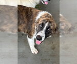 Small #2 Great Pyrenees Mix