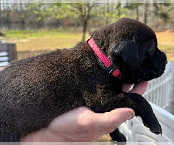 Medium Photo #28 Rotticorso Puppy For Sale in REEVESVILLE, SC, USA