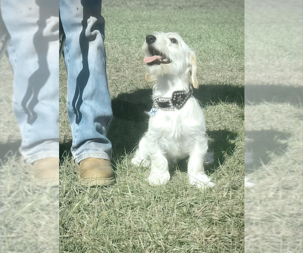 Medium Photo #9 Doxiepoo (Miniature) Puppy For Sale in OCALA, FL, USA