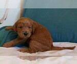 Small Photo #5 Labradoodle Puppy For Sale in ANACONDA, MT, USA