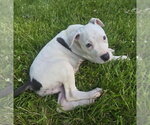 Small #1 American Pit Bull Terrier Mix