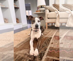 American Staffordshire Terrier-German Shepherd Dog Mix Dogs for adoption in Spotsylvania, VA, USA