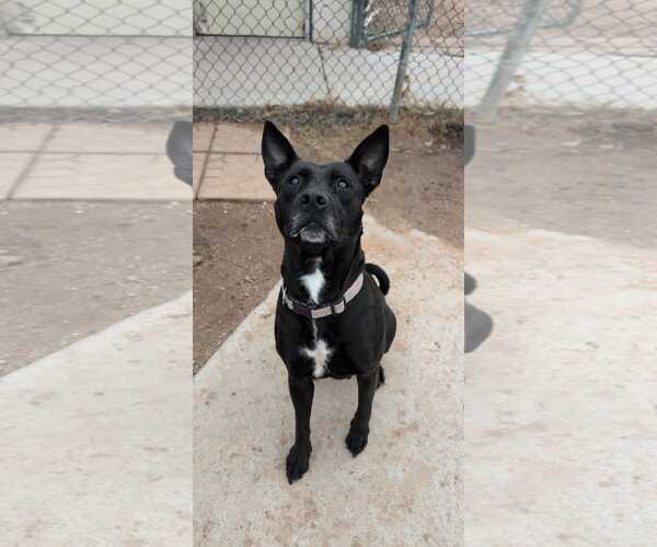 Medium Photo #2 American Pit Bull Terrier-Basenji Mix Puppy For Sale in phoenix, AZ, USA