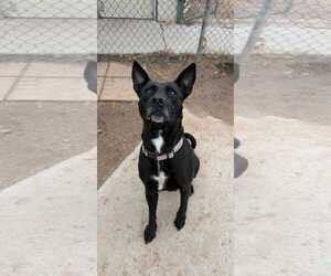 Maria - Female American Pit Bull Terrier-Australian Kelpie Mix Dog for Adoption - Photo #2