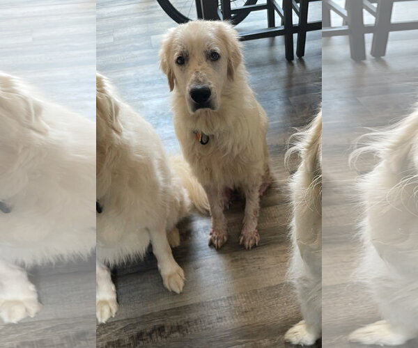 Medium Photo #2 Great Pyrenees Puppy For Sale in Dallas, TX, USA