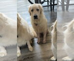 Small #1 Great Pyrenees