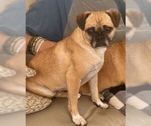 Pug-Unknown Mix Dogs for adoption in San Diego, CA, USA