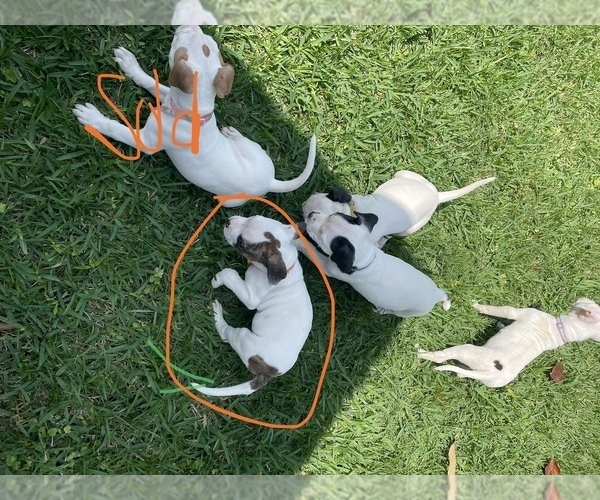 Medium Photo #2 American Bulldog Puppy For Sale in PASADENA, TX, USA