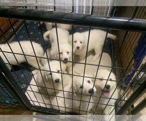 Great Pyrenees Puppy for sale in SHAWNEE, OK, USA
