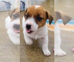 Puppy Snoopy Jack Russell Terrier