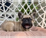 Small #1 French Bulldog