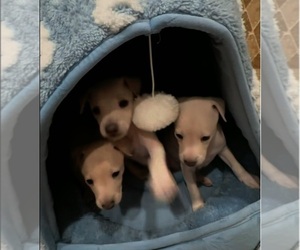 Italian Greyhound Puppy for sale in SAN DIEGO, CA, USA