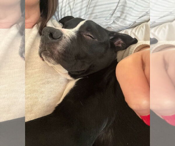 Medium Photo #4 American Staffordshire Terrier-Labrador Retriever Mix Puppy For Sale in Chester, VA, USA