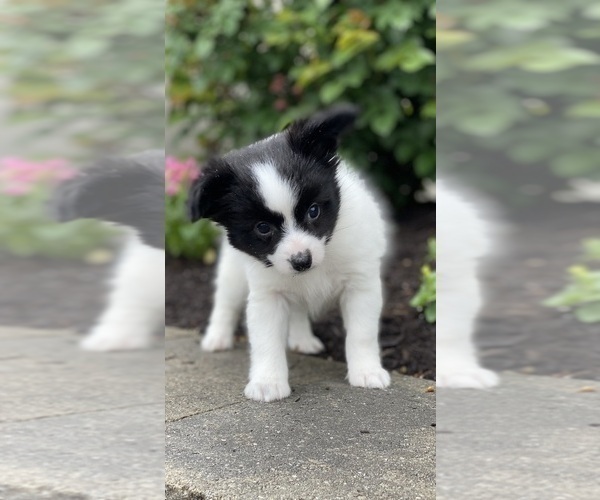 Medium Photo #2 Papillon Puppy For Sale in CANOGA, NY, USA