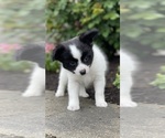 Small #1 Papillon