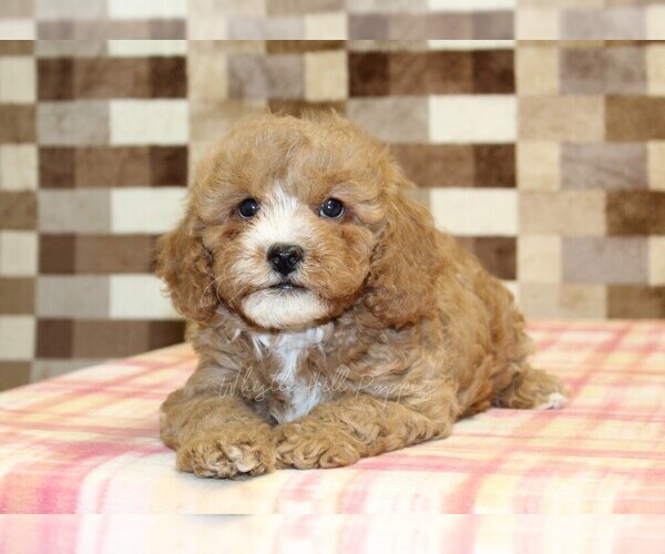 Medium Photo #2 Bernedoodle (Miniature)-Cavapoo (Miniature) Mix Puppy For Sale in DENVER, PA, USA